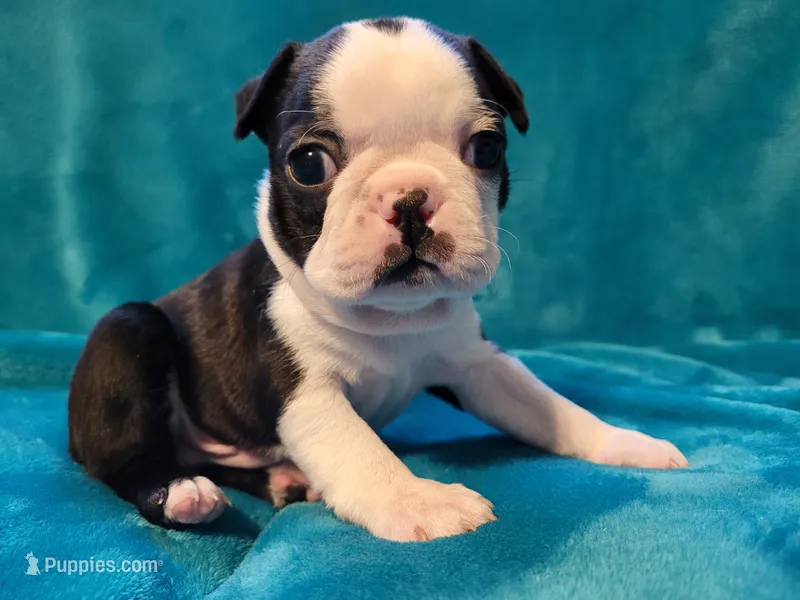 💚 Colt 💚 AKC – Boston Terrier puppy for sale in Alvarado, TX