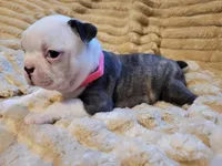 🩷 Bree 🩷 AKC, a female Boston Terrier for sale in Alvarado, TX – 5 of 5