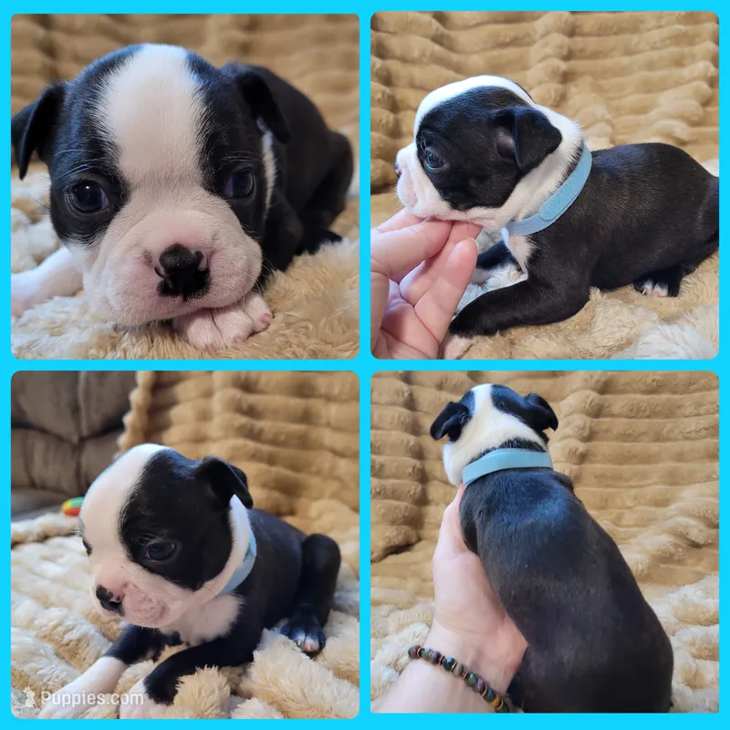 💙 Cowboy 💙 AKC – Boston Terrier puppy for sale in Alvarado, TX