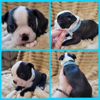 💙 Cowboy 💙 AKC, a male Boston Terrier for sale in Alvarado, TX – 1 of 6