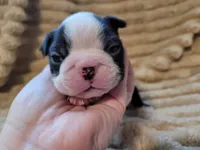 🖤 Charlie 🖤 , a male Boston Terrier for sale in Alvarado, TX – 6 of 7