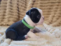 💚 Colt 💚 AKC, a male Boston Terrier for sale in Alvarado, TX – 4 of 6
