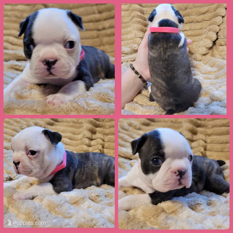 🩷 Bree 🩷 AKC – Boston Terrier puppy for sale in Alvarado, TX