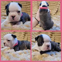 🩷 Bree 🩷, a female Boston Terrier for sale in Alvarado, TX – 6 of 6
