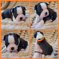 🧡 Cody 🧡, a male Boston Terrier for sale in Alvarado, TX – 7 of 7