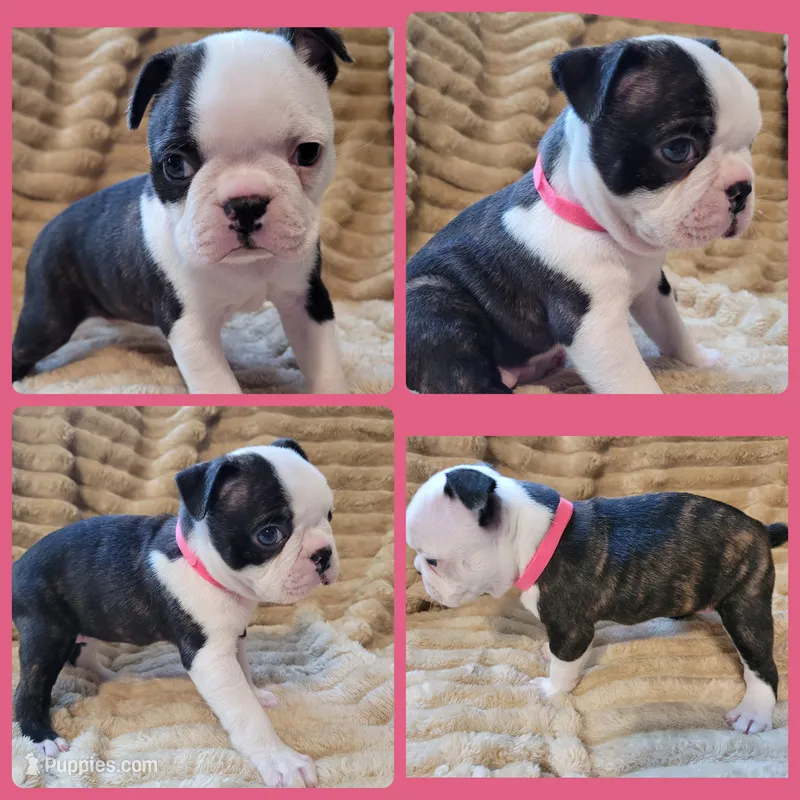 🩷 Bree 🩷 AKC – Boston Terrier puppy for sale in Alvarado, TX