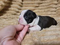 💟 CiCi 💟, a female Boston Terrier for sale in Alvarado, TX – 2 of 6
