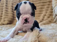 💚 Colt 💚 AKC, a male Boston Terrier for sale in Alvarado, TX – 3 of 6