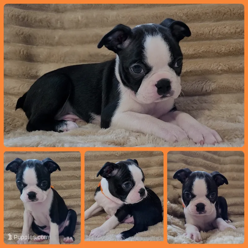 🧡 Cody 🧡 AKC *Perfect Markings* – Boston Terrier puppy for sale in Alvarado, TX