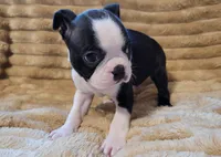 🧡 Cody 🧡 AKC *Perfect Markings*, a male Boston Terrier for sale in Alvarado, TX – 6 of 8