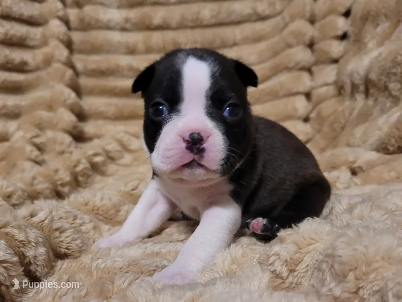 💛 Cookie 💛 – Boston Terrier puppy for sale in Alvarado, TX