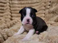 💛 Cookie 💛, a female Boston Terrier for sale in Alvarado, TX – 1 of 7