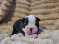 🖤 Charlie 🖤 , a male Boston Terrier for sale in Alvarado, TX – 3 of 7