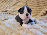 💜 Betty 💜 AKC, a female Boston Terrier for sale in Alvarado, TX – 4 of 4