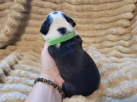 💚 Colt 💚, a male Boston Terrier for sale in Alvarado, TX – 6 of 7