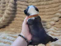 🤎 Cooper 🤎, a male Boston Terrier for sale in Alvarado, TX – 6 of 7