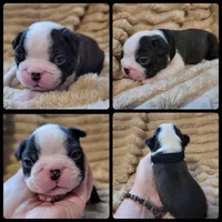 🖤 Charlie 🖤 , a male Boston Terrier for sale in Alvarado, TX – 7 of 7