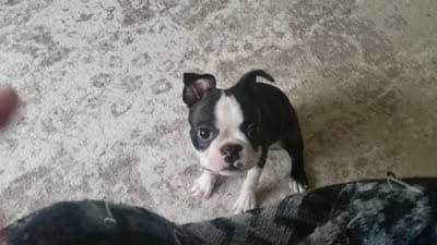 💜 Elfie 💜 AKC TINY , a female Boston Terrier for sale in Alvarado, TX – 10 of 10