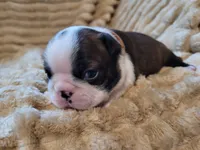 🤎 Cooper 🤎, a male Boston Terrier for sale in Alvarado, TX – 5 of 7