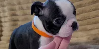 🧡 Cody 🧡 AKC *Perfect Markings*, a male Boston Terrier for sale in Alvarado, TX – 3 of 8