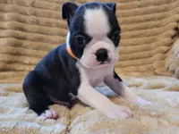 🧡 Cody 🧡 AKC *Perfect Markings*, a male Boston Terrier for sale in Alvarado, TX – 2 of 8