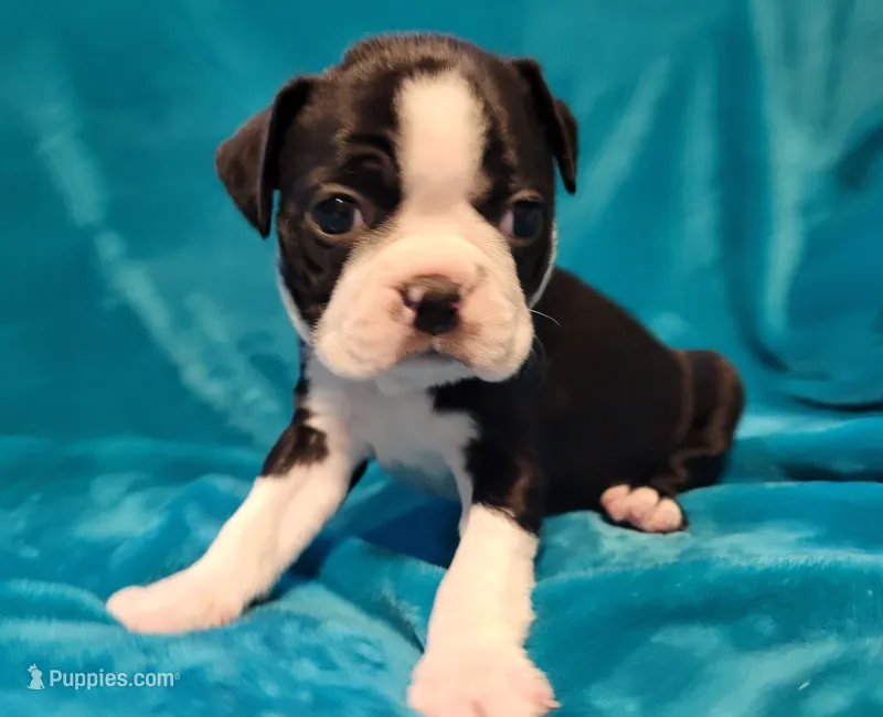 ❤️ Charlie ❤️ AKC – Boston Terrier puppy for sale in Alvarado, TX