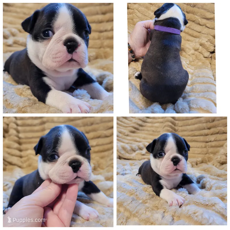 💜 Betty 💜 *HOLD* – Boston Terrier puppy for sale in Alvarado, TX