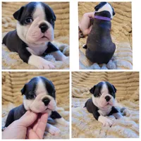 💜 Betty 💜 *HOLD*, a female Boston Terrier for sale in Alvarado, TX – 1 of 5