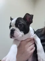 💙 Teeny Tiny 💙 Only 5lb, a male Boston Terrier for sale in Alvarado, TX – 5 of 6