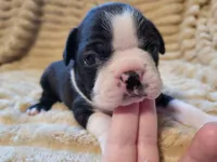 ❤️ Carter ❤️, a male Boston Terrier for sale in Alvarado, TX – 4 of 7