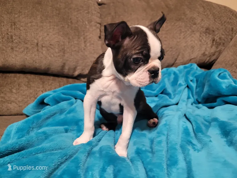 💙 Teeny Tiny 💙 Only 5lb – Boston Terrier puppy for sale in Alvarado, TX