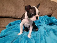 💙 Teeny Tiny 💙 Only 5lb, a male Boston Terrier for sale in Alvarado, TX – 1 of 6