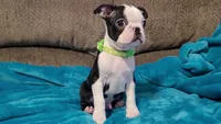 💚 Colt 💚 AKC *Very Small*, a male Boston Terrier for sale in Alvarado, TX – 4 of 8