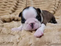 🩶 Cocoa 🩶, a female Boston Terrier for sale in Alvarado, TX – 5 of 7
