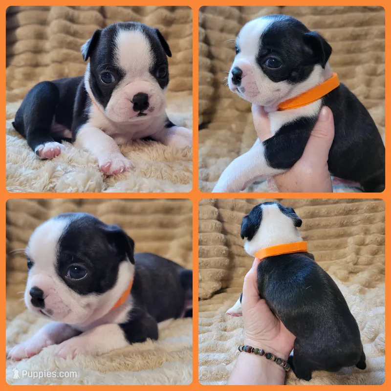 🧡 Cody 🧡 AKC – Boston Terrier puppy for sale in Alvarado, TX