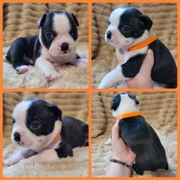 🧡 Cody 🧡 AKC, a male Boston Terrier for sale in Alvarado, TX – 1 of 6