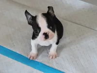 🖤 Tater Tot 🖤 Teeny Tiny, a male Boston Terrier for sale in Alvarado, TX – 5 of 5