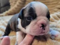 🤎 Cooper 🤎, a male Boston Terrier for sale in Alvarado, TX – 4 of 7
