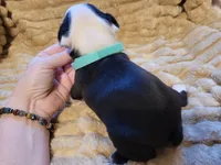 🩵 Bella 🩵 AKC, a female Boston Terrier for sale in Alvarado, TX – 2 of 5