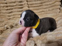 💛 Cookie 💛, a female Boston Terrier for sale in Alvarado, TX – 5 of 7