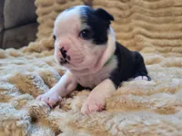 💚 Colt 💚, a male Boston Terrier for sale in Alvarado, TX – 3 of 7