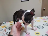 💙 Teeny Tiny 💙 Only 5lb, a male Boston Terrier for sale in Alvarado, TX – 6 of 6