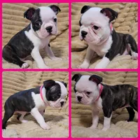 🩷 Bree 🩷  AKC *Last Female*, a female Boston Terrier for sale in Alvarado, TX – 2 of 6