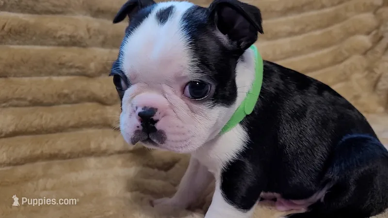 💚 Colt 💚 AKC *Smooshy Face* – Boston Terrier puppy for sale in Alvarado, TX