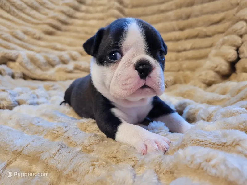 💜 Betty 💜 AKC – Boston Terrier puppy for sale in Alvarado, TX