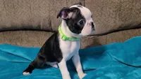 💚 Colt 💚 AKC *Very Small*, a male Boston Terrier for sale in Alvarado, TX – 6 of 8