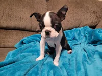 💙 Teeny Tiny 💙 Only 5lb, a male Boston Terrier for sale in Alvarado, TX – 3 of 6