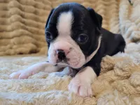 ❤️ Charlie ❤️ AKC, a male Boston Terrier for sale in Alvarado, TX – 2 of 6