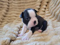 🧡 Cody 🧡, a male Boston Terrier for sale in Alvarado, TX – 2 of 7