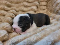 🖤 Charlie 🖤 , a male Boston Terrier for sale in Alvarado, TX – 2 of 7